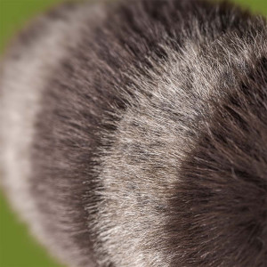 Peluche Trixiwoo le Raton-Laveur (24 cm)