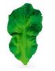 Jouet de dentition en caoutchouc naturel "Kendy the Kale"