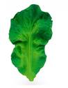 Jouet de dentition en caoutchouc naturel "Kendy the Kale"